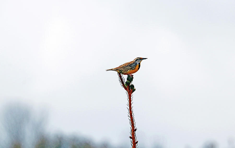 Meadowlark Photograph by Debbie Oppermann