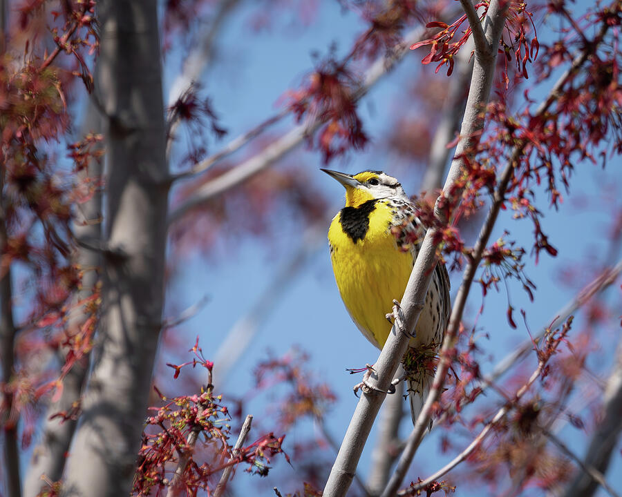 Meadowlark in Tree Photograph by James Barber