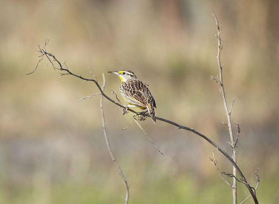 Meadowlark on a Branch Photograph by Fran Gallogly