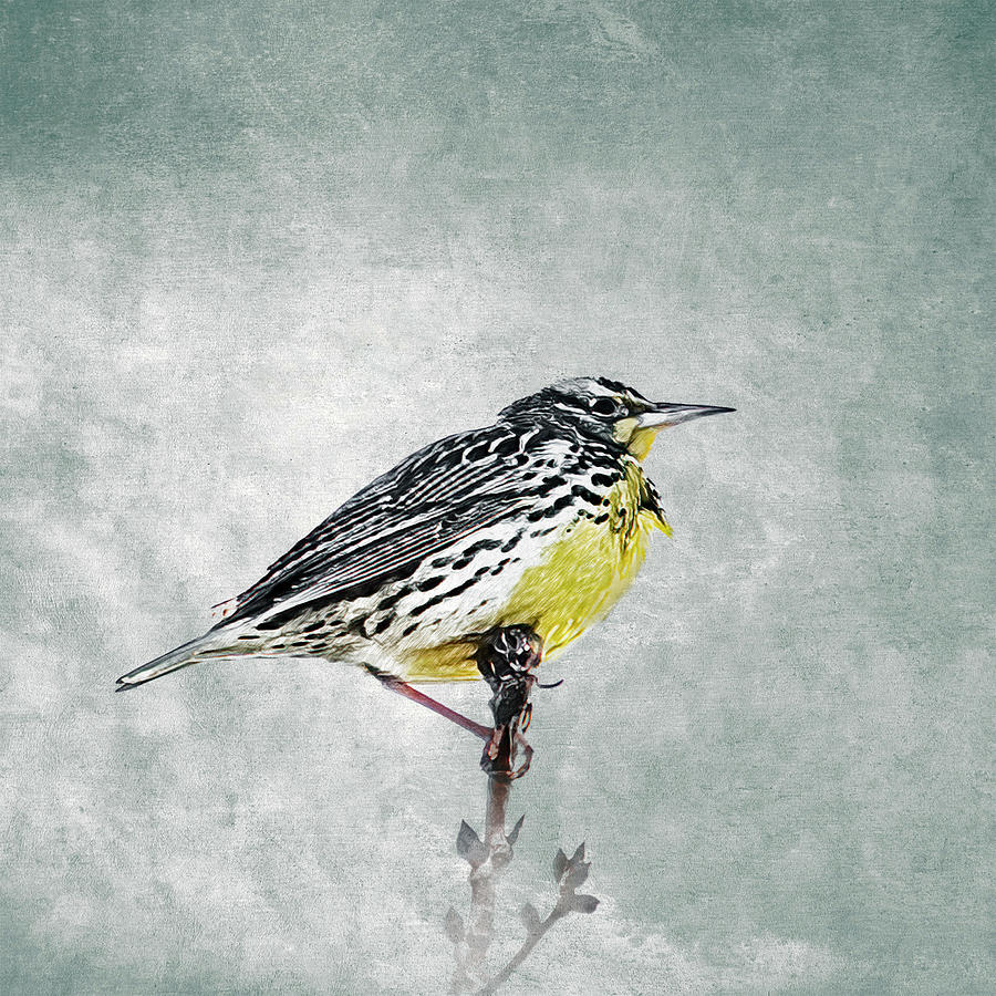 Meadowlark on the Lookout Photograph by Mike Gifford