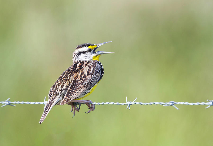 Meadowlark on Wire Photograph by Fran Gallogly