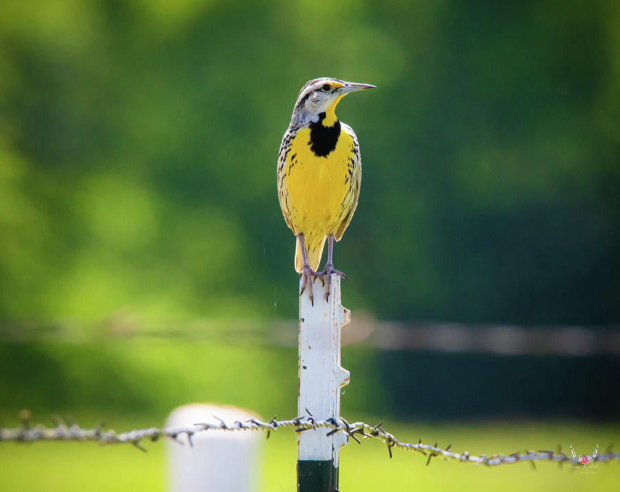 Meadowlark Photograph by Pam Rendall