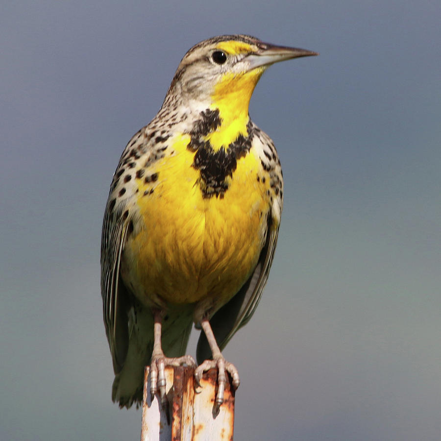 Meadowlark Photograph by Perry Hoffman