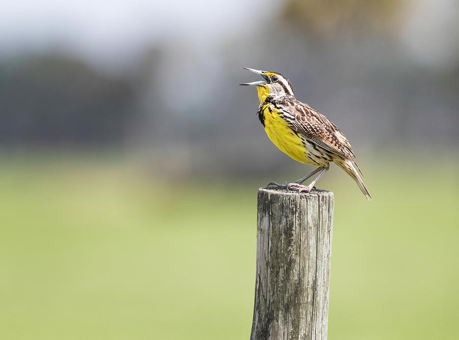 Meadowlark Singing on a Post Photograph by Fran Gallogly