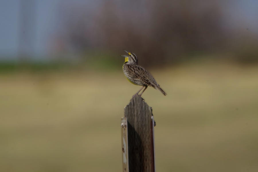 Meadowlark Song Photograph