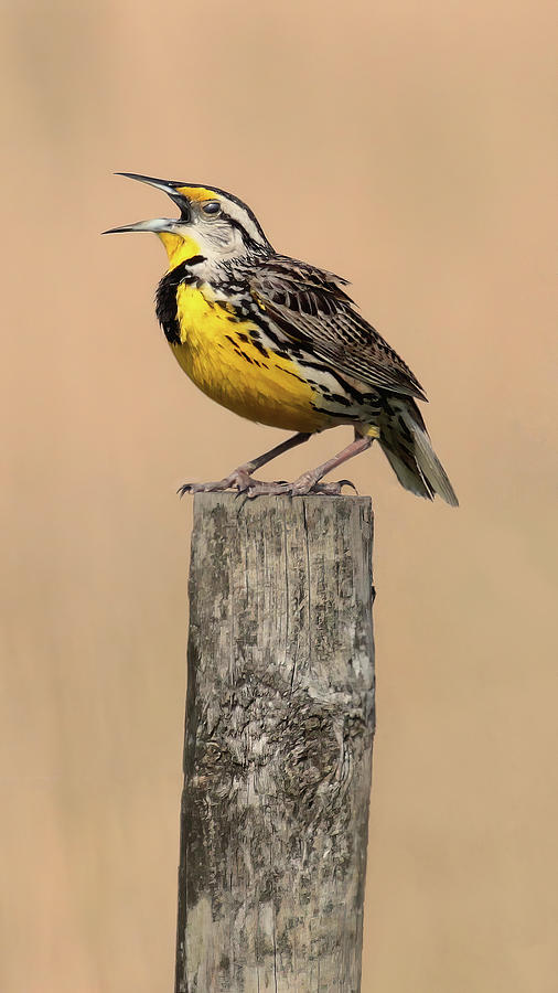 Meadowlark Trilogy 1 Photograph by HH Photography of Florida