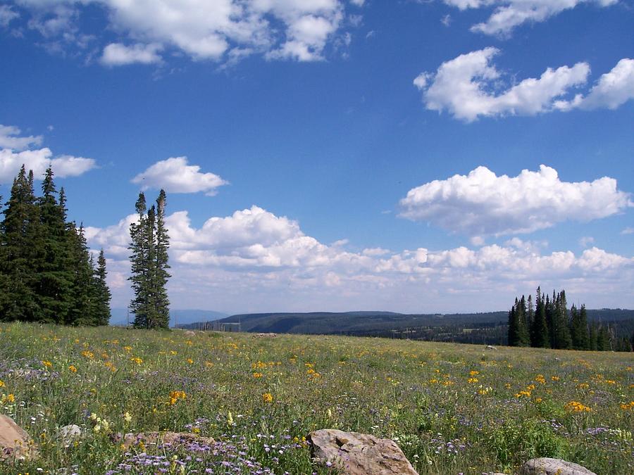 Meadows And Mountains Photograph by Amanda R Wright