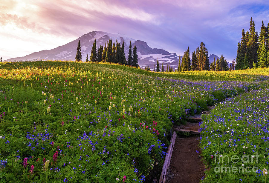 Meadows Of Bliss Mount Rainier National Park Photograph