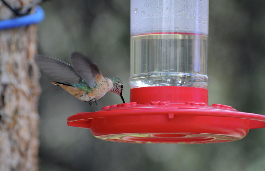 Mealtime-Hummingbirds, Northern Colorado Photograph by Richard Porter