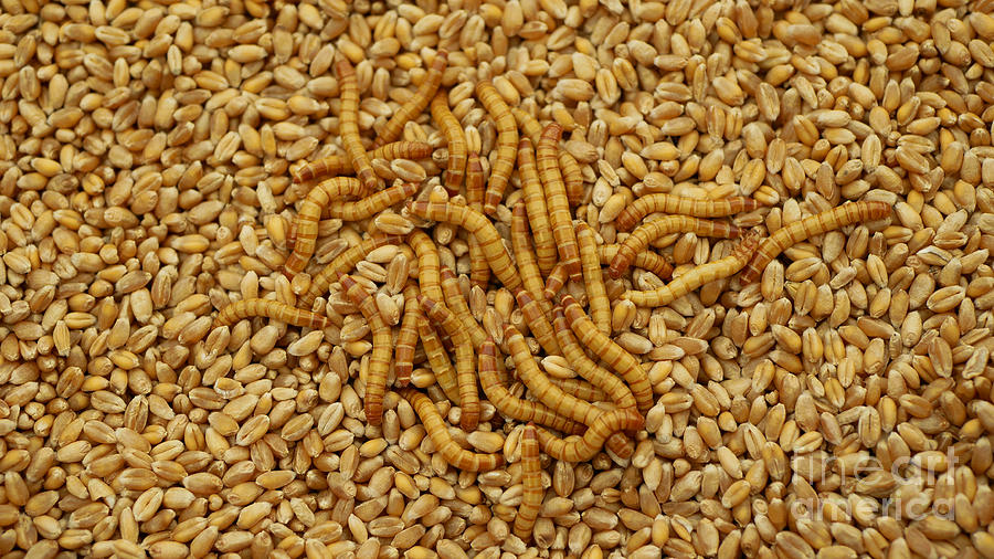 Mealworm Larvae Tenebrio Molitor Pest Worm Larva White On Grain Wheat Barley Cereal Oats Darkling Beetle Tight Widespread Parasite Food Warehouses Flour Tray For Cooking Kitchen Detail Photograph By Tomas Vynikal,Pictures Of Mice And Rats