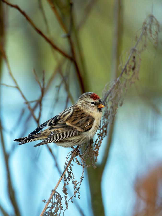 Mealy Redpoll Photograph by Rose-Marie Karlsen