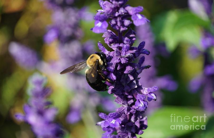 Nature Photograph - Mealy Sage and the Bee by Maria Faria Rodrigues