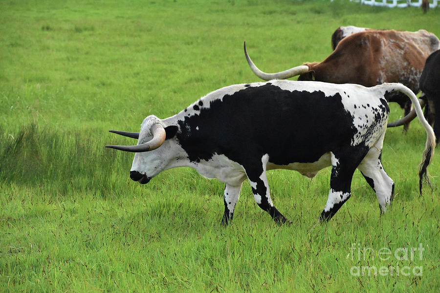 Meandering Herd of Longhorn Cattle in a Pasture Photograph by DejaVu ...