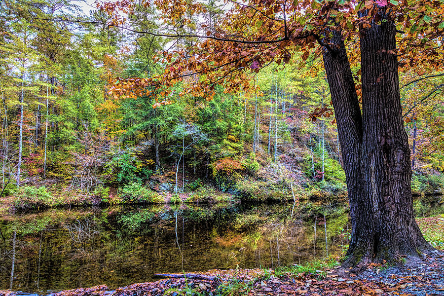 Meandering Stream in Autumn Photograph by Debra and Dave Vanderlaan