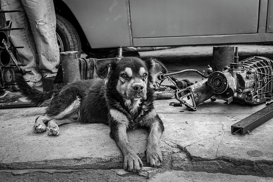 Mechanics Watchdog Photograph by Paul Bartell