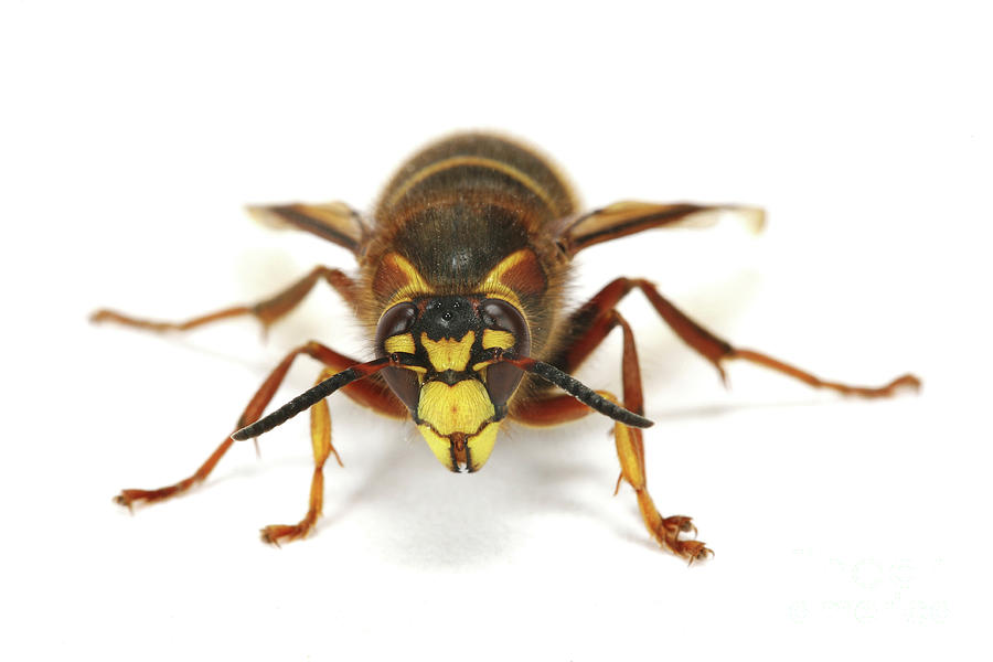 Median Wasp queen Photograph by Warren Photographic