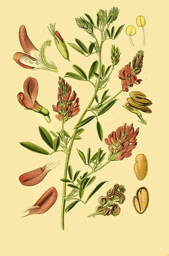 Medicago sativa Drawing by Otto Wilhelm Thome