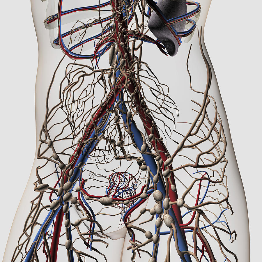 Medical illustration of arteries, veins and lymphatic system in female midsection, front view. Drawing by Stocktrek Images