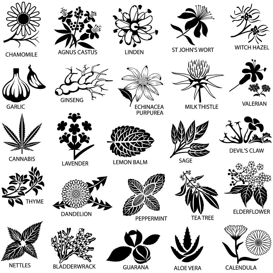 Medicinal Herbs Icons Set Drawing by Vreemous