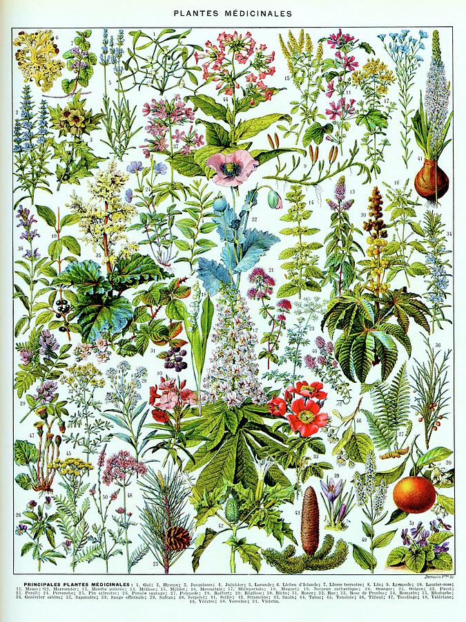 Nature Digital Art - Medicinal Plants Vintage French Botanical Print by Vicky Brago-Mitchell
