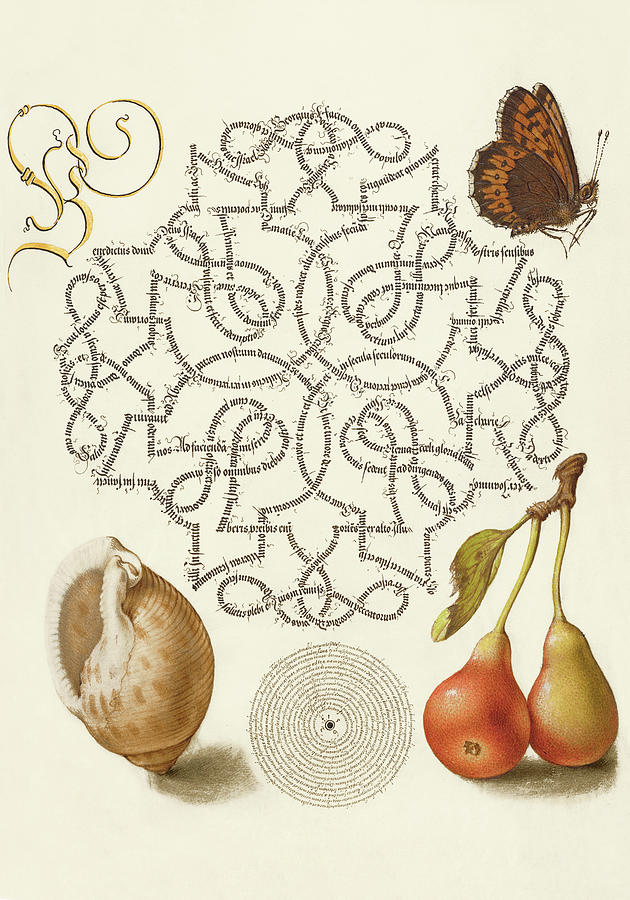 Medieval calligraphy and illumination - Butterfly, Marine Mollusk, and Pear Drawing by Joris Hoefnagel and Gyorgy Bocskay
