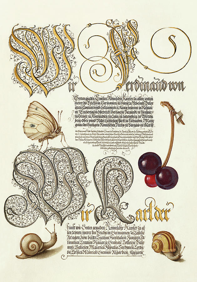 Medieval calligraphy and illumination - Butterfly, Sweet Cherry, and Land Snails Drawing by Joris Hoefnagel and Gyorgy Bocskay