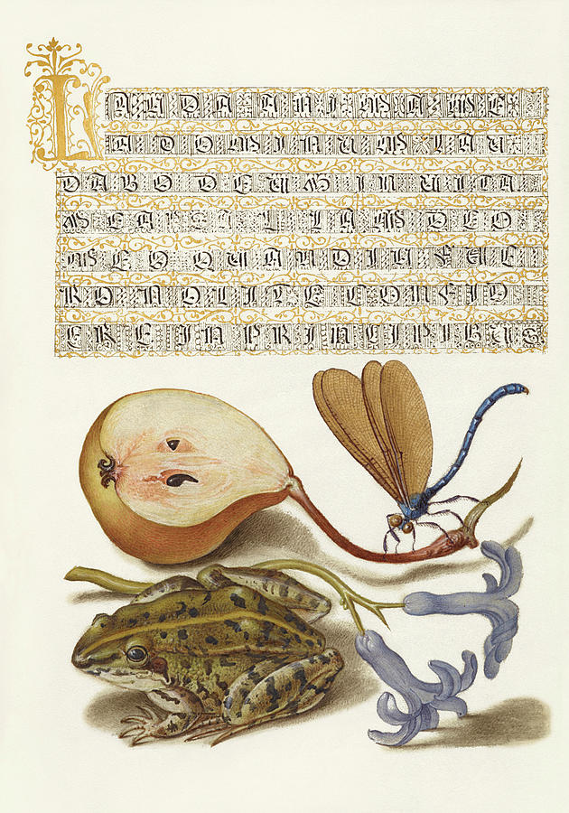 Medieval calligraphy and illumination - Common Pear, Lake Demoiselle, Moor Frog, and Hyacinth Drawing by Joris Hoefnagel and Gyorgy Bocskay