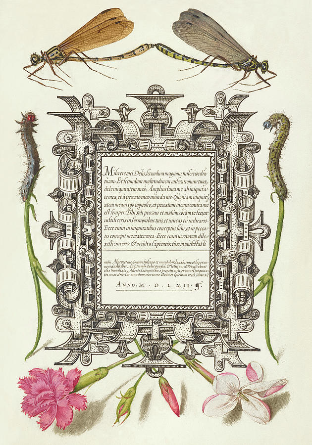 Medieval calligraphy and illumination - Damselflies, Caterpillars, Carnation, Poets Jasmine Drawing by Joris Hoefnagel and Gyorgy Bocskay