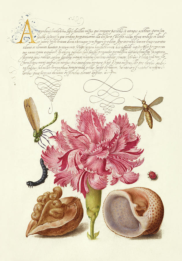 Insects Drawing - Medieval calligraphy and illumination - Damselfly, Carnation, Insect, Caterpillar, Ladybird by Moira Risen Prints Insects Drawing - Medieval calligraphy and illumination - Damselfly, Carnation, Insect, Caterpillar, Ladybird by Moira Risen Prints