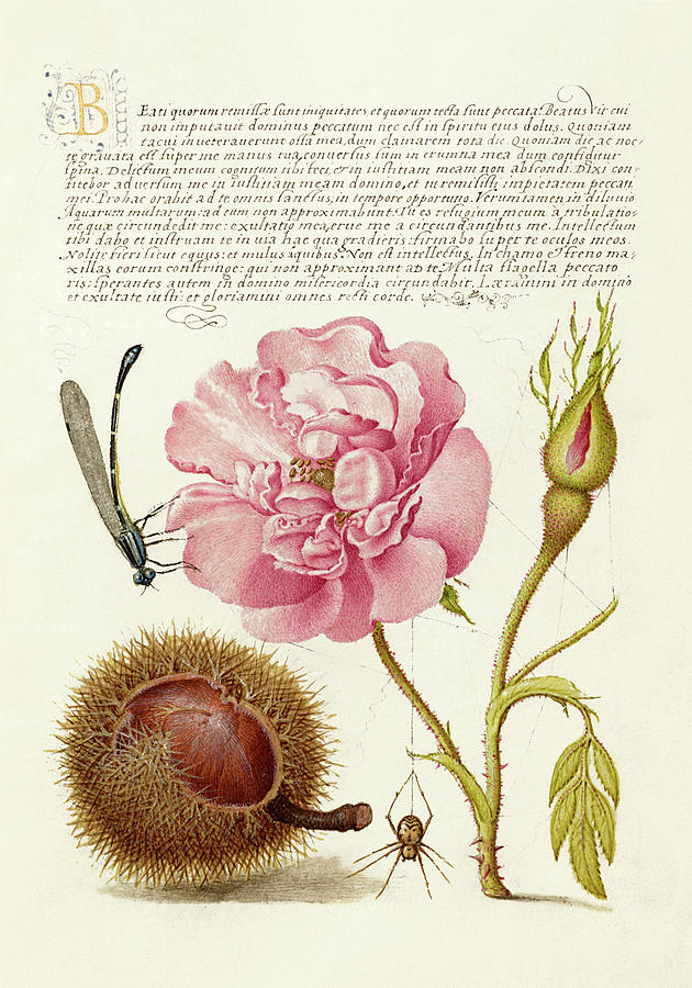 Medieval calligraphy and illumination - Damselfly, French Rose, Spanish Chestnut, and Spider Drawing by Joris Hoefnagel and Gyorgy Bocskay