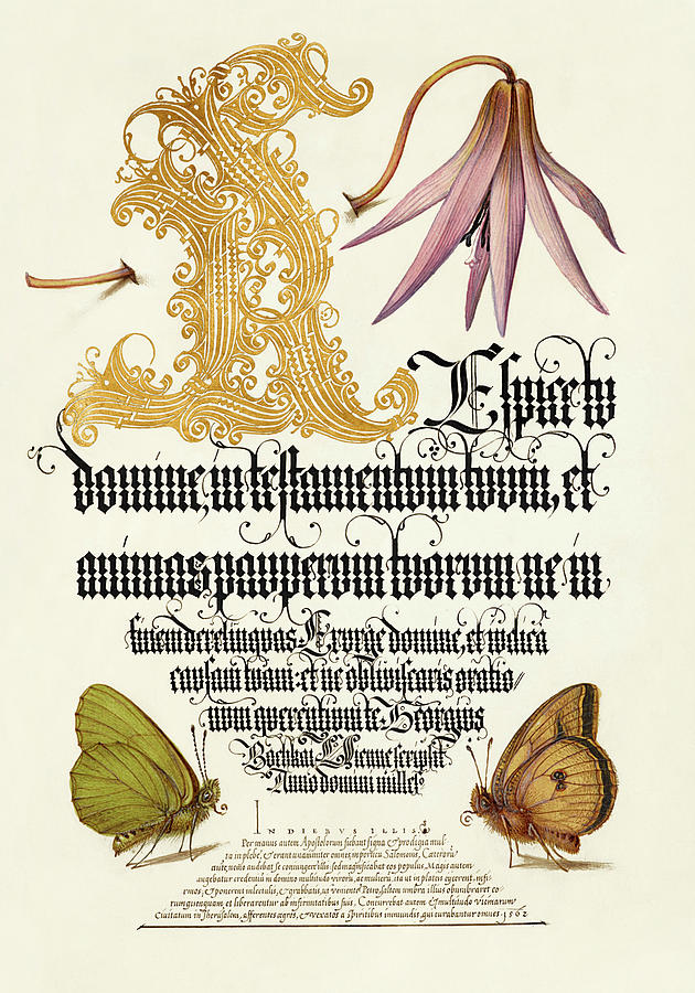 Medieval calligraphy and illumination - Dog-Tooth Violet and Butterflies Drawing by Joris Hoefnagel and Gyorgy Bocskay