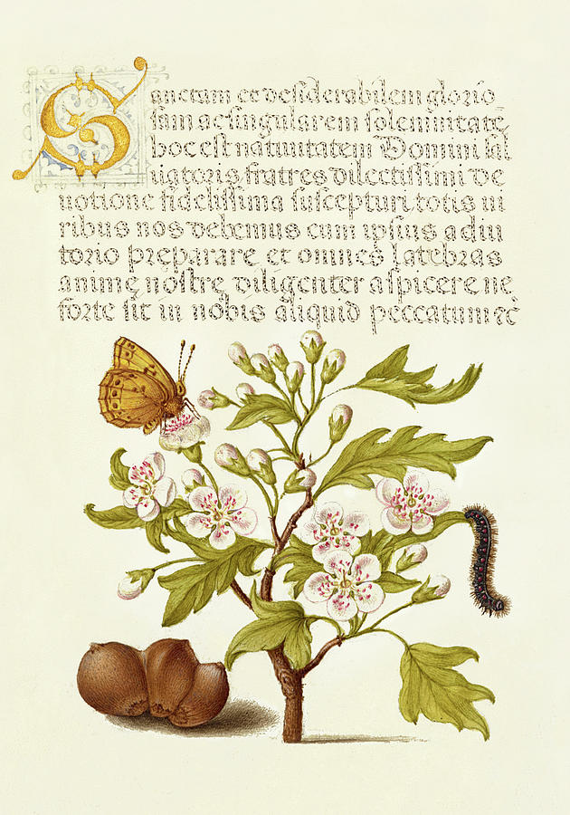 Medieval calligraphy and illumination - Insect, English Hawthorn, Caterpillar, and European Filbert Drawing by Joris Hoefnagel and Gyorgy Bocskay