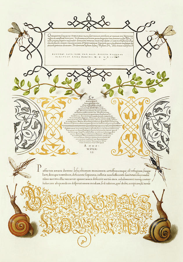 Medieval calligraphy and illumination - Insects, Basil Thyme, and Land Snails Drawing by Joris Hoefnagel and Gyorgy Bocskay
