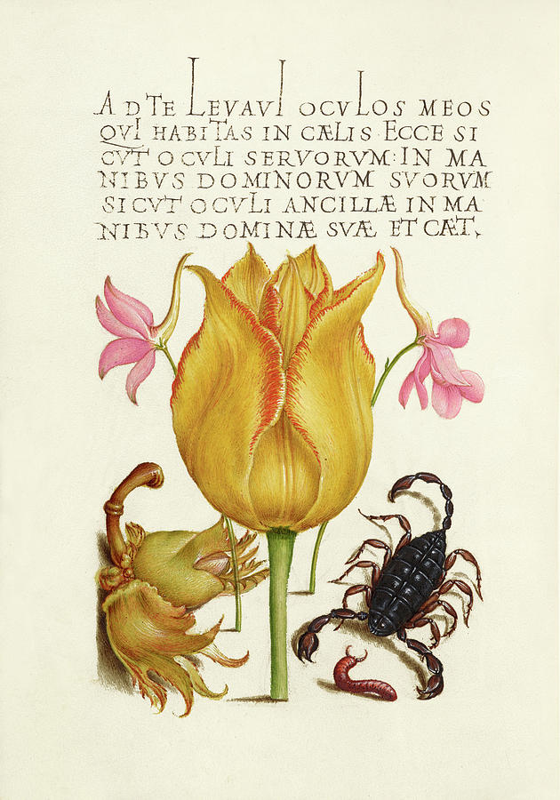 Medieval calligraphy and illumination - Rocket Larkspurs, Tulip, Scorpion, Millepede, European Filbe Drawing by Joris Hoefnagel and Gyorgy Bocskay