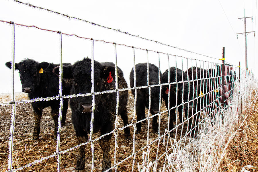 medina, mn. young cattle. by Cynthia Dickinson medina, mn. young cattle. by Cynthia Dickinson