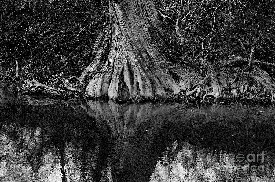 Medina River and Cypress Tree Photograph by Gary Richards - Pixels