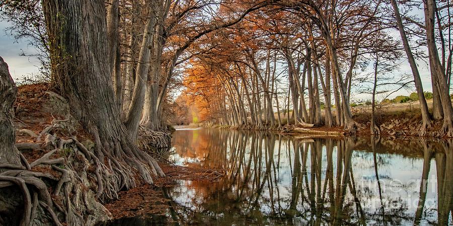 Medina River Cypress Photograph by Michael Tidwell