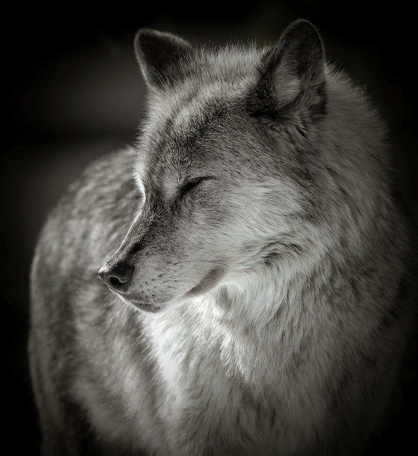 Meditating Wolf Photograph