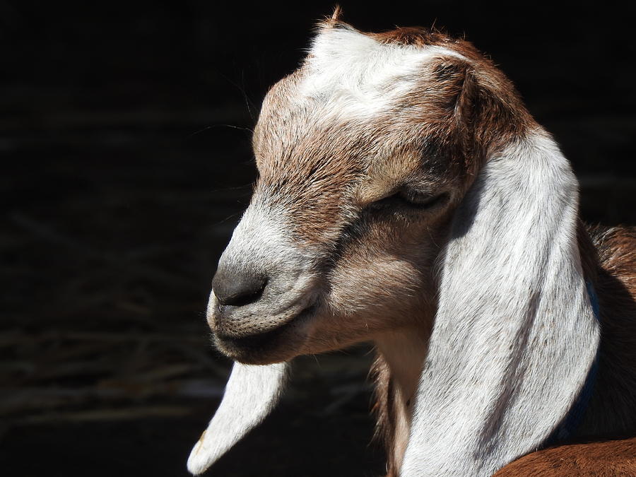 Meditation Photograph by Michelle Weeks - Fine Art America