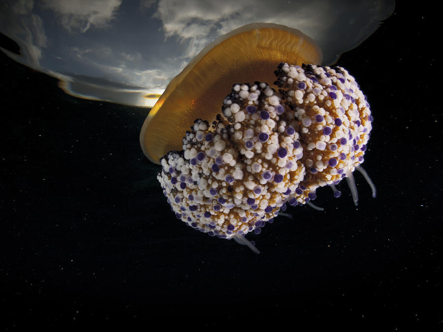 Mediterranean Fried Egg Jellyfish - Cotylorhiza tuberculata Photograph by A. Martin UW Photography