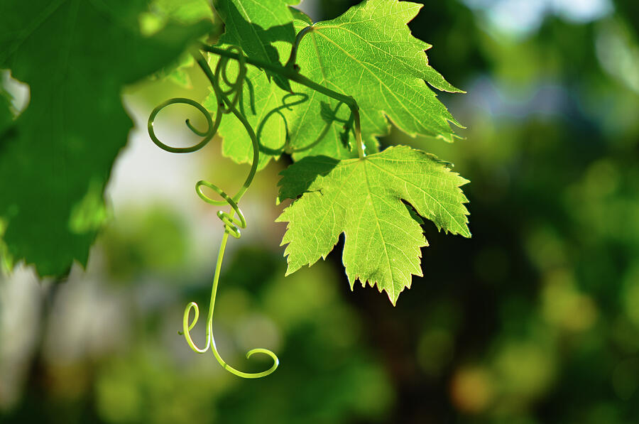 Nature Photograph - Mediterranean Grape Vine by Angelo DeVal
