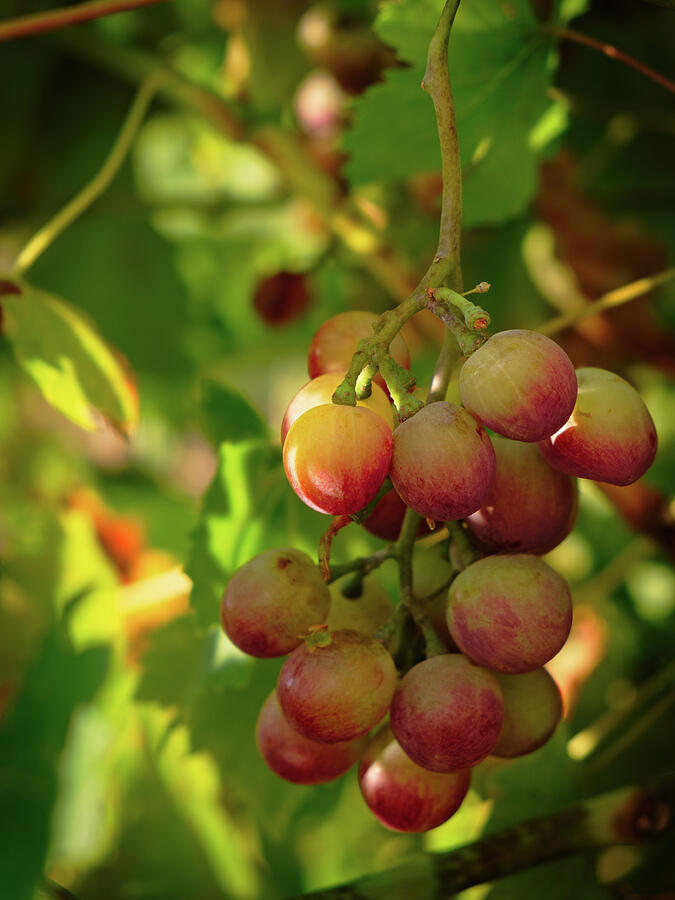 Mediterranean Grapes on warm light Photograph by Angelo DeVal