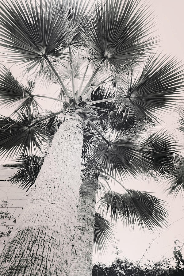 Mediterranean Palms Photograph
