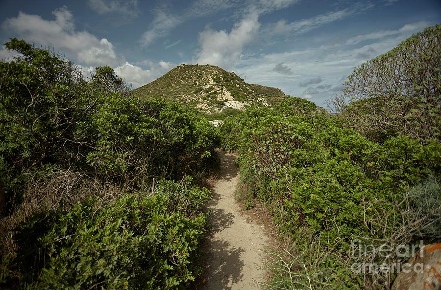 Mediterranean scrub Photograph by Filippo Carlot - Pixels