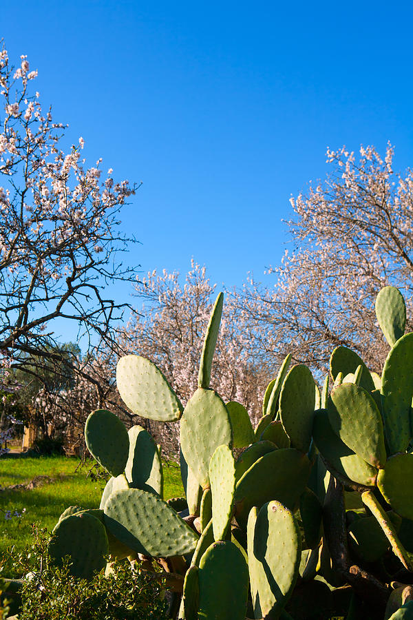 Mediterranean spring in Javea Denia with flower almonds Photograph by Lunamarina