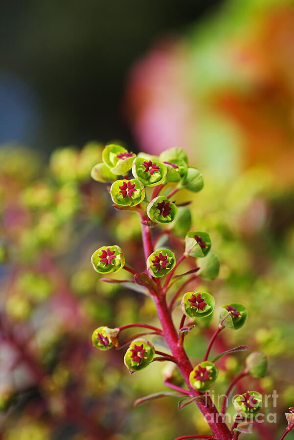 Mediterranean Spurge Plant Photograph by Joy Watson Mediterranean Spurge Plant Photograph by Joy Watson