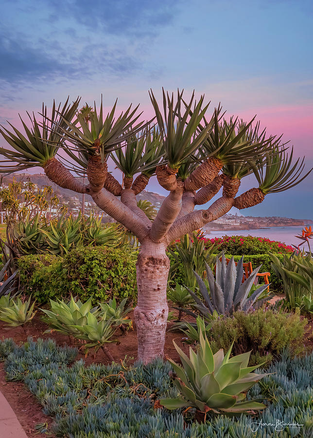 Mediterranean Tree Photograph by Aaron Burrows
