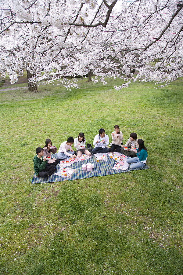 Medium group of young people enjoying lunch surrounded with cherry blossoms, high angle view, Japan Photograph by Daj