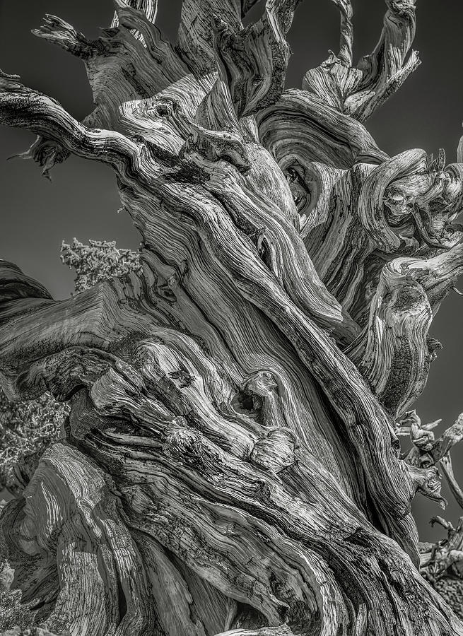 Tree Photograph - Medusa by Joseph Smith