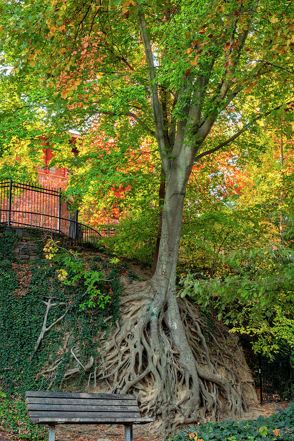 Medusa Tree Photograph By Denise Harty Pixels